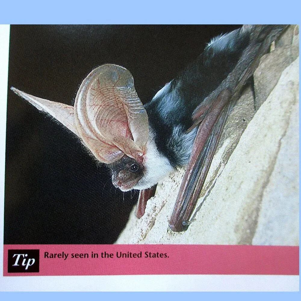 Book: Stokes Beginner's Guide to Bats -- a pocket-sized field guide - Picture 5 of 16